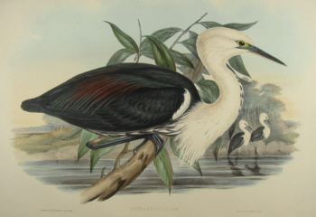 John Gould's Birds of Australia